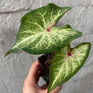 White Wing Caladium